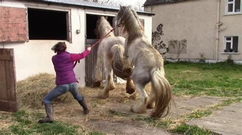 pferd orgasmus|Pferde beim decken mit einer menschlichen frau